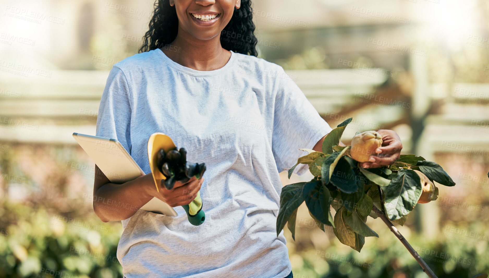 Buy stock photo Woman, hands or gardening fruit, quince or tablet equipment for plant growth management or sustainability agriculture. Smile, happy or farmer and technology, food or environment tools for harvesting