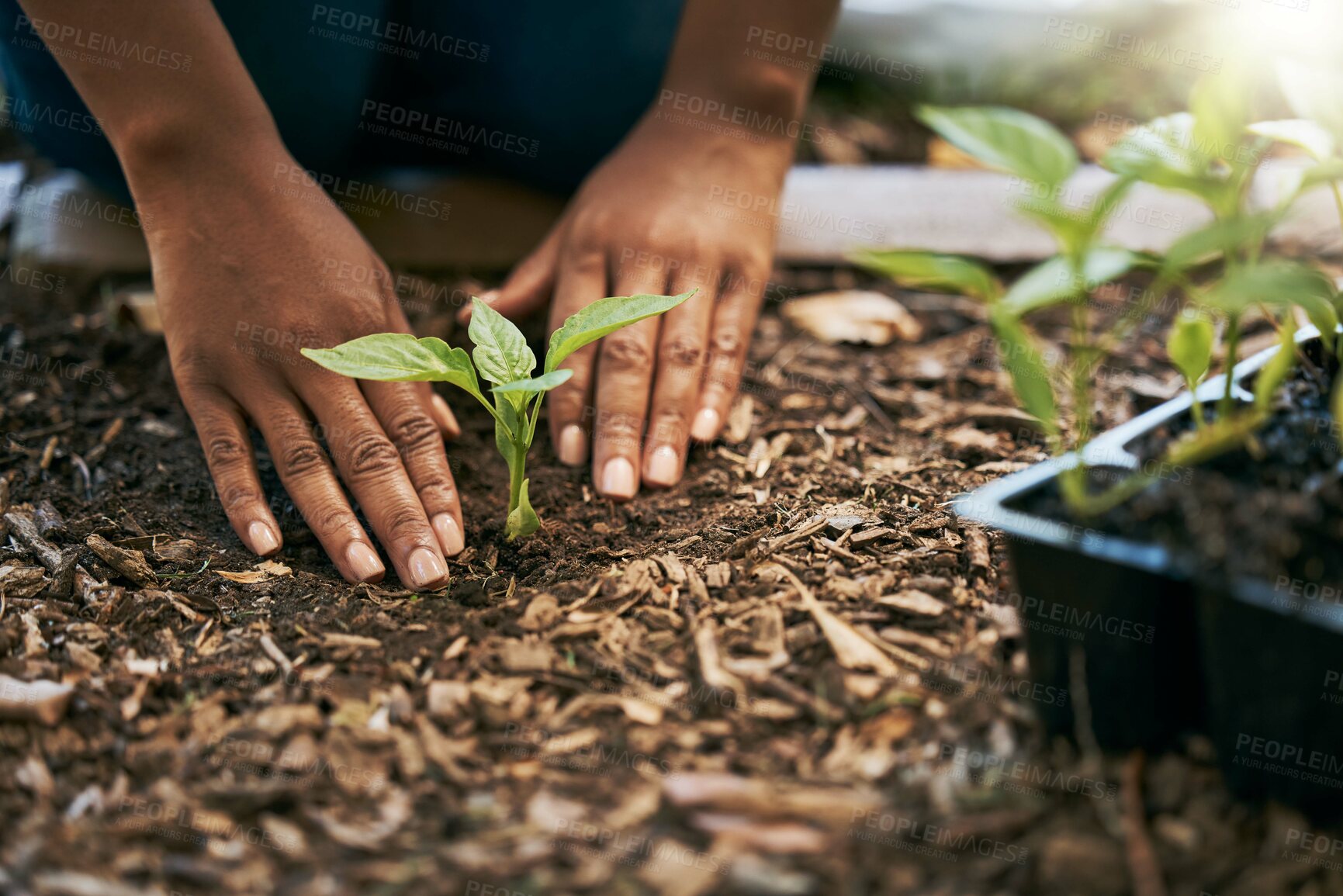 Buy stock photo Black woman, hands or planting sapling in soil agriculture, sustainability care or future growth planning in climate change support. Zoom, farmer or green leaf plants in environment, nature or garden