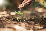 Woman, hands or watering sapling in soil agriculture, sustainability help or future growth planning in climate change hope. Zoom, farmer or wet leaf seedling in planting environment or nature garden