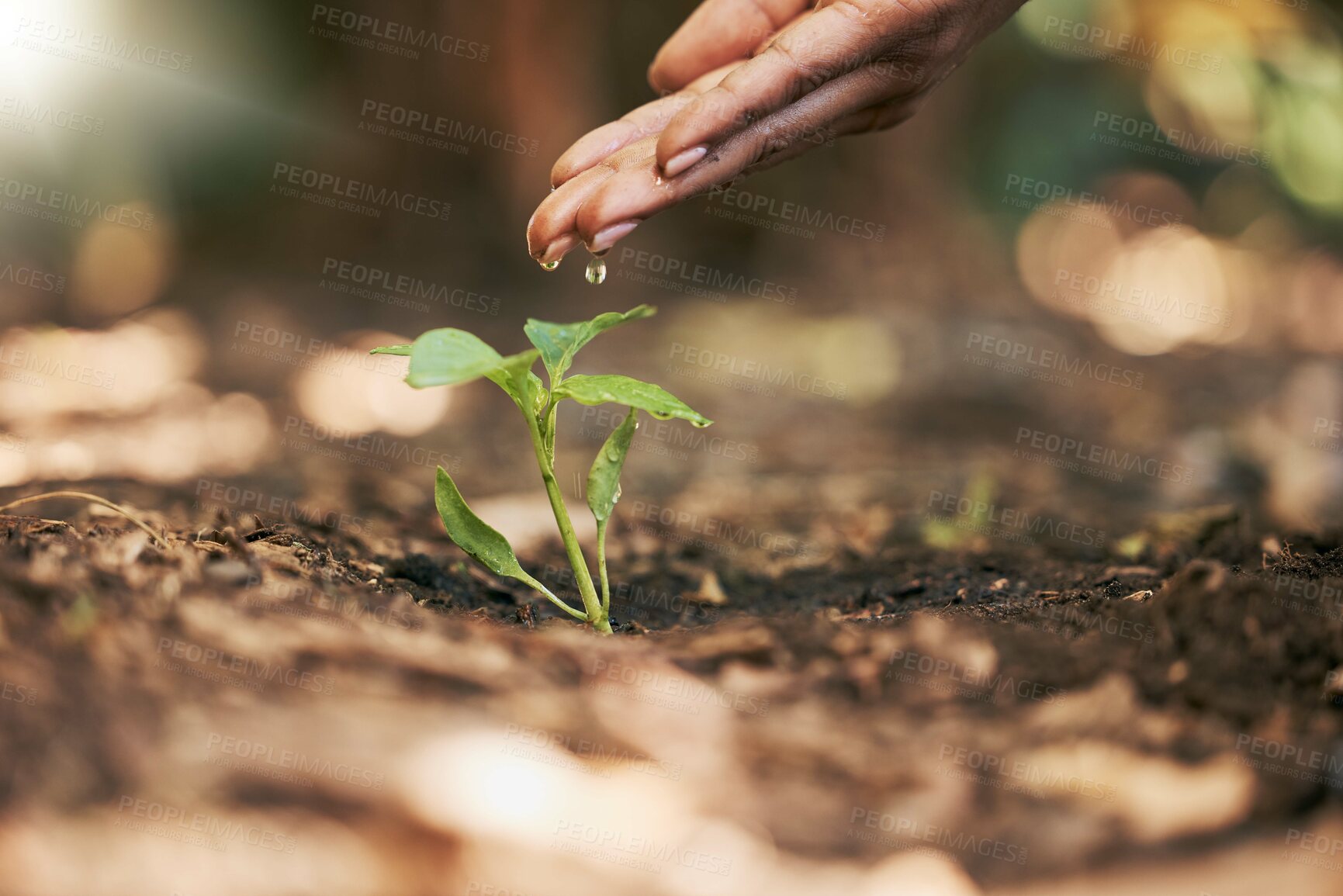 Buy stock photo Woman, hands or watering sapling in soil agriculture, sustainability help or future growth planning in climate change hope. Zoom, farmer or wet leaf seedling in planting environment or nature garden