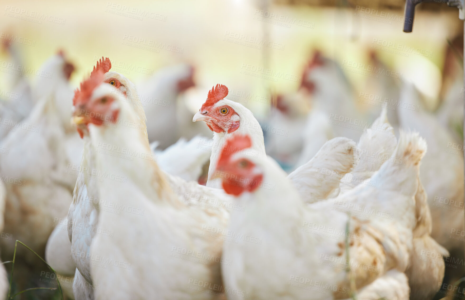 Buy stock photo Sustainable, chicken and poultry livestock on farm for agro, agricultural and organic business. Farming, sustainability and animal on outdoor eco friendly countryside field or environment for protein