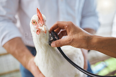 Healthcare, check and vet hands on a chicken for protection from virus, disease and illness on a farm. Analysis, medical and animal with a doctor stethoscope for health, exam and test for agriculture