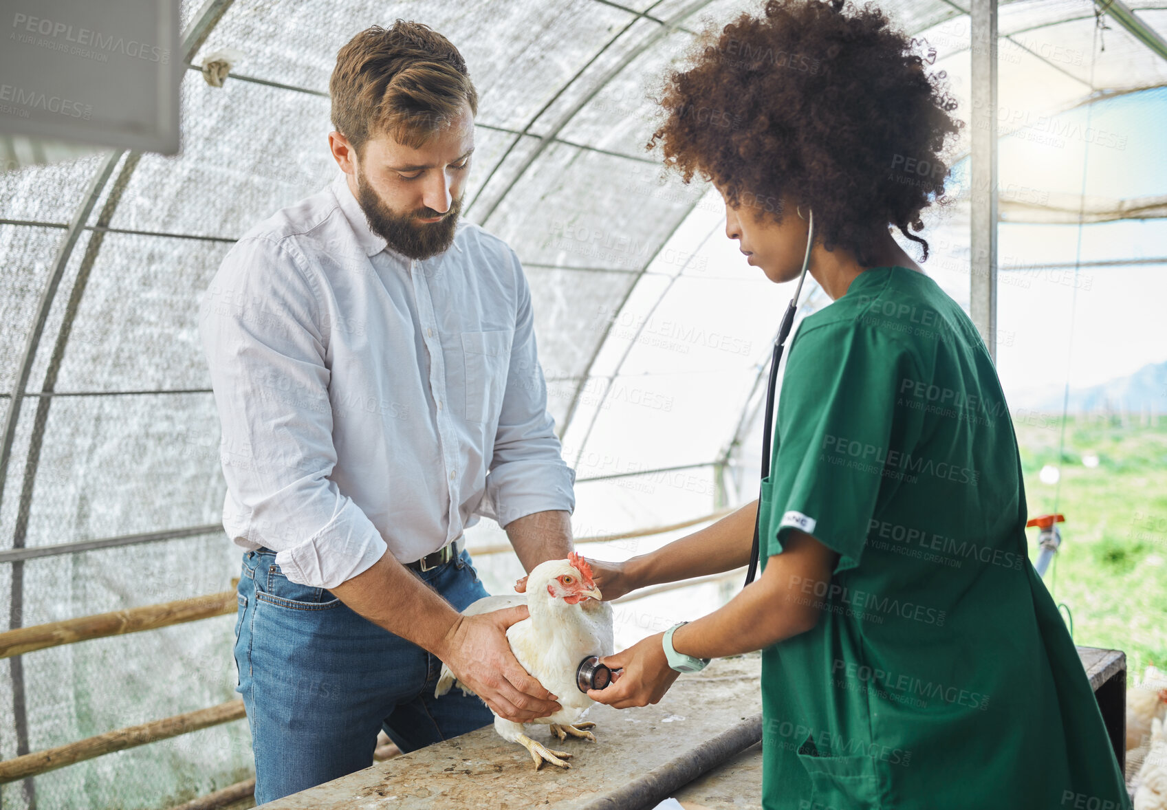 Buy stock photo Veterinary, chicken and doctor and nurse with stethoscope for health inspection, wellness and vitality exam. Poultry farming, agriculture and vet team on farm for medical, animal healthcare and study