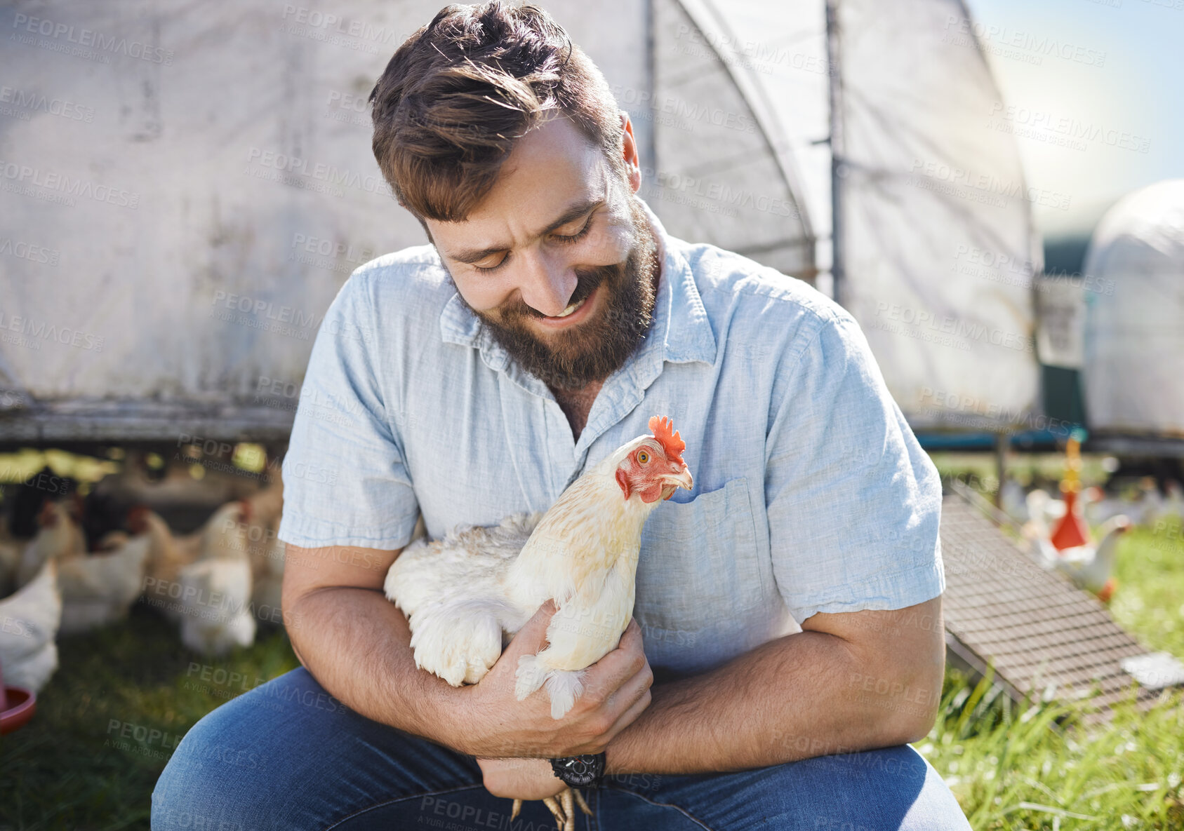 Buy stock photo Man on farm, chicken and agriculture with happiness, poultry livestock with sustainability and organic free range. Agro business, farming and environment with animal, happy farmer in countryside