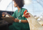 Veterinary, farm and zoom of chicken with nurse for health checklist, wellness and inspection. Poultry farming, agriculture and black woman write notes for medical report, animal healthcare and study