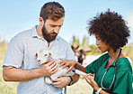 Farm, veterinary and woman giving a injection to a sheep in a livestock field in the sustainable countryside. Agriculture, sustainability and female vet doctor consulting or checkup on animal lamb.