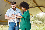 Farm, healthcare or lamb with a black woman vet outdoor for a checkup on an animal in the farming industry. Doctor, sustainability or agriculture with a female veterinarian working in the countryside