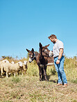 Farming, animals and man with cattle on a field for agriculture, sustainability and entrepreneurship. Farm, sheep and farmer with horses on the countryside for clean energy and sustainable living