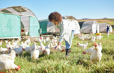 Buy stock photo Agriculture, farming and woman feeding chickens in sustainability, eco friendly and free range industry. Sustainable, small business owner or agro worker, farmer or person animal care in countryside