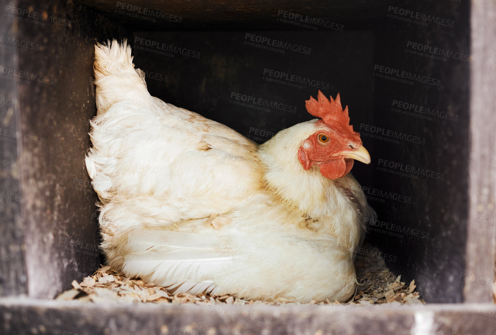 Buy stock photo Chicken, livestock with agriculture and animal on farm, poultry farming with organic free range product. Hen in coop closeup, agro business and sustainability with bird, farmer industry with protein
