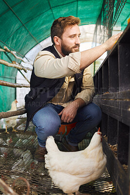 Buy stock photo Chicken farming, man and bird with production for protein, food or organic meat in agriculture industry. Farmer, poultry expert and inspection of animal for health, wellness or sustainability at farm