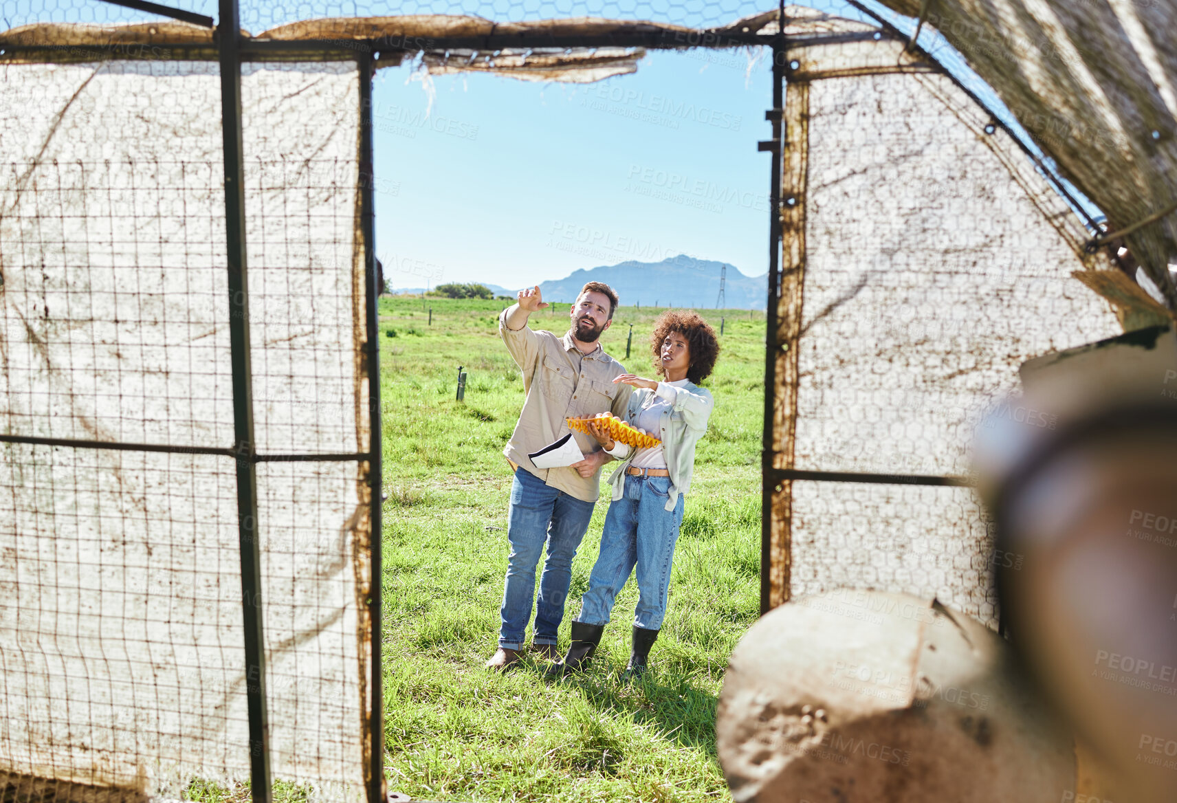 Buy stock photo Couple farming, eggs and agriculture, chicken and inspection of greenhouse, quality assurance of poultry. People outdoor, agro business and organic, sustainability with livestock and animals on farm