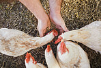 Top view, farmer or hands feeding chickens in nature, countryside land or farming field for growth management. Man, seeds or poultry birds food for sustainability agro health in meat trade industry