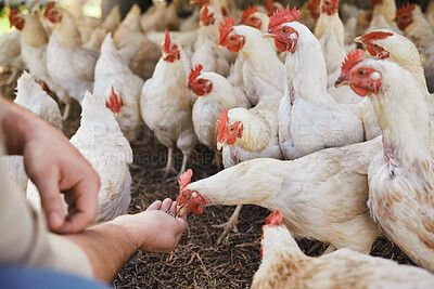 Buy stock photo Hands, chicken and feeding at outdoor farm for growth, health and development with sustainable organic farming. Man, farmer and poultry expert for eggs, birds or meat for protein in countryside field