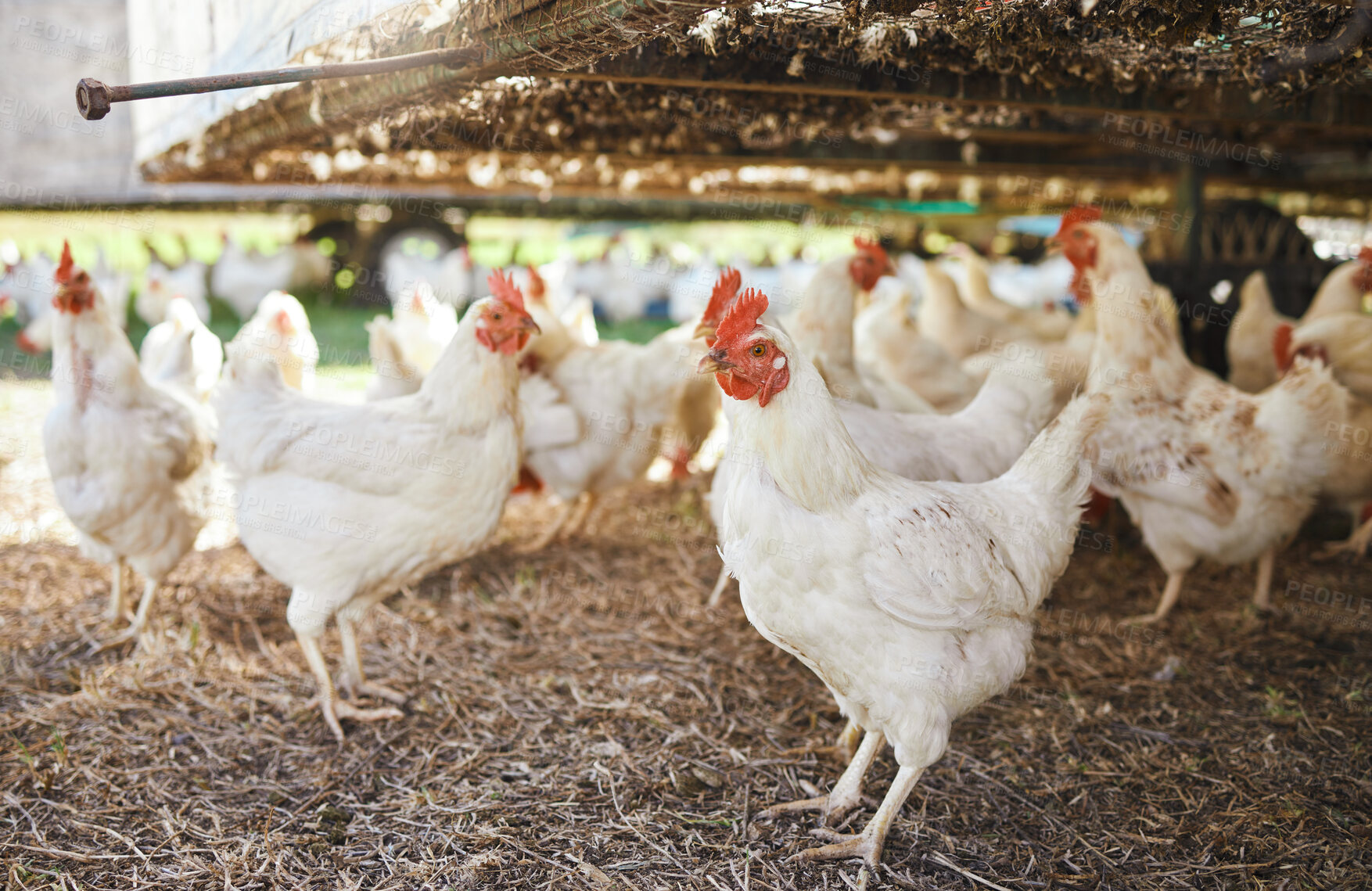 Buy stock photo Chickens, sustainability farm and birds on grass with no people in the countryside. Agro production, field and egg product business of livestock and animals for sustainable eco friendly farming 