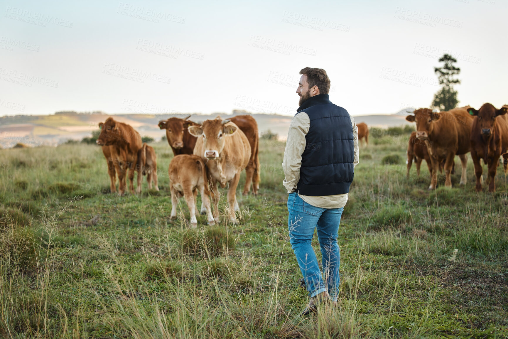 Buy stock photo Man, farm and animals in the countryside for agriculture, travel or natural environment in nature. Male farmer or traveler walking on grass field with livestock, cattle or cows for dairy production