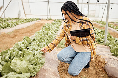 Buy stock photo Greenhouse, inspection and black woman vegetables growth checklist, agro business and farmer market progress. Farming, gardening and sustainability person with portfolio for lettuce quality assurance