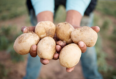 Buy stock photo Black man, hands or harvesting potatoes in farm, agriculture field or countryside nature environment in export logistics sales. Zoom, farmer or farming worker and ground vegetables, food or soil crop