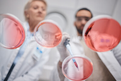 Buy stock photo Research, laboratory and science by technician team in analytics with a sample in lab with petri dish. Professional, below and medical scientists as teamwork, DNA and collaboration in chemistry