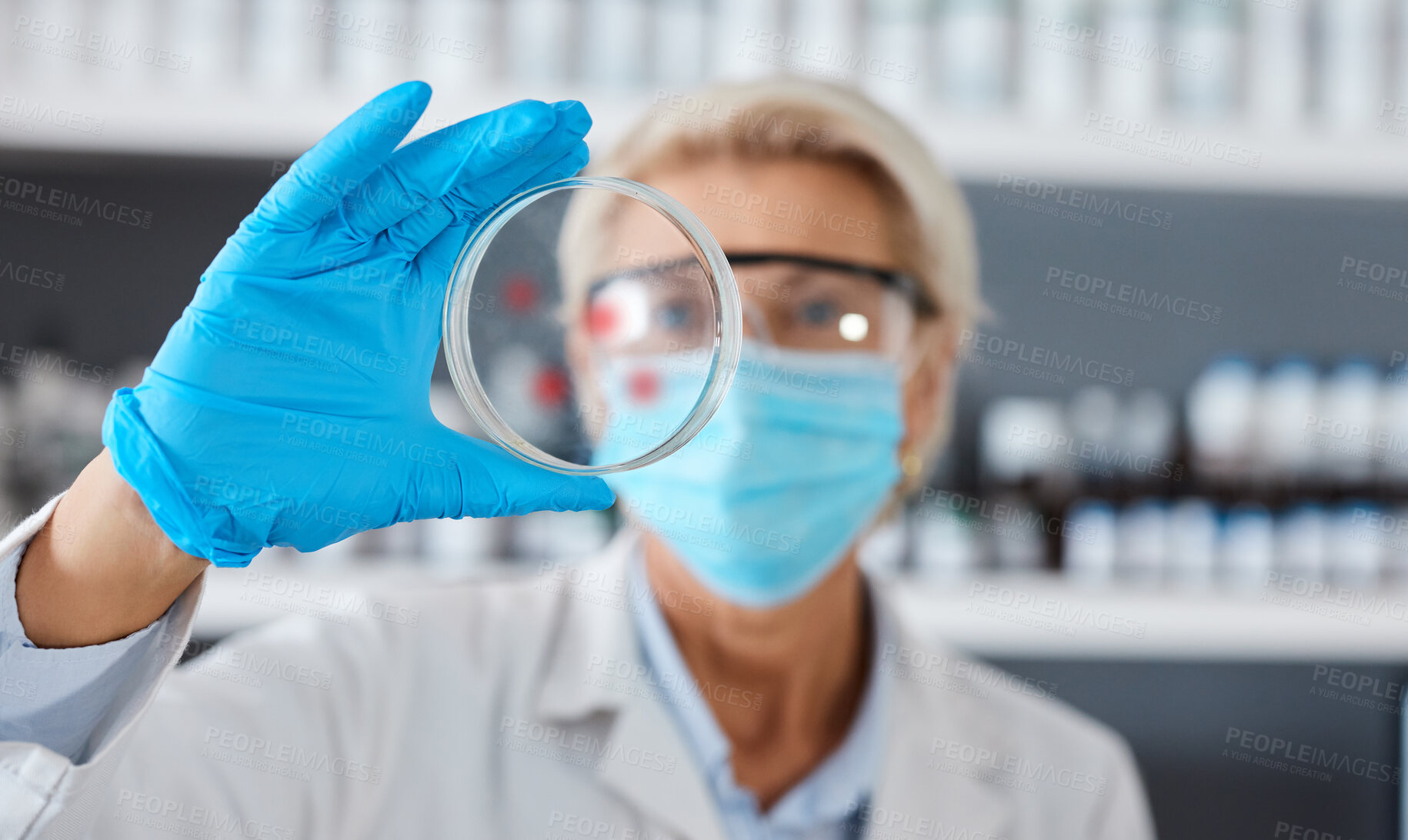 Buy stock photo Scientist with petri dish in hand and analysis of sample science study in lab, medical research and senior woman in face mask. Scientific innovation, biotechnology or pharmacy with glove for safety