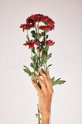 Buy stock photo Flowers in hand, woman and nature with manicure, nails care and natural, botanical flora isolated on studio background. Mockup space, chrysanthemum flower and blossom with Spring, floral and beauty