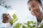 Black woman, plant science and research in laboratory for ecology, analytics and medicine. Woman, doctor and scientist hand to study at work for agriculture, healthcare and future medical development