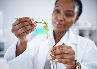 Buy stock photo Black woman, medical science and plant test in research laboratory, analytics and medicine. Woman, doctor or scientist hand study agriculture at work for ecology, healthcare and future development