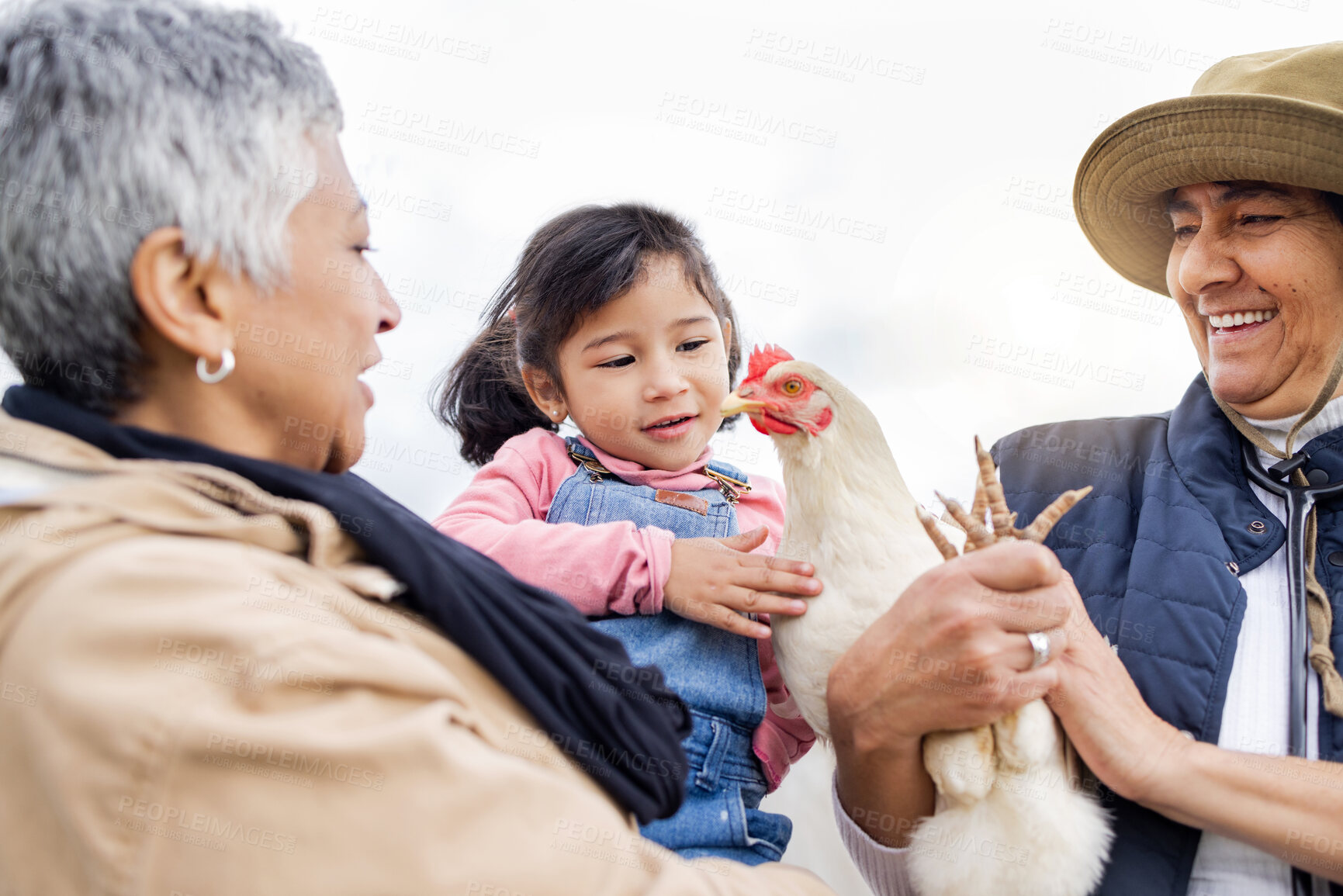 Buy stock photo Farm, agriculture and grandparents with girl and chicken in countryside for farming, livestock and agro. Sustainability, family and child with bird for protein, animal produce and eco friendly ranch