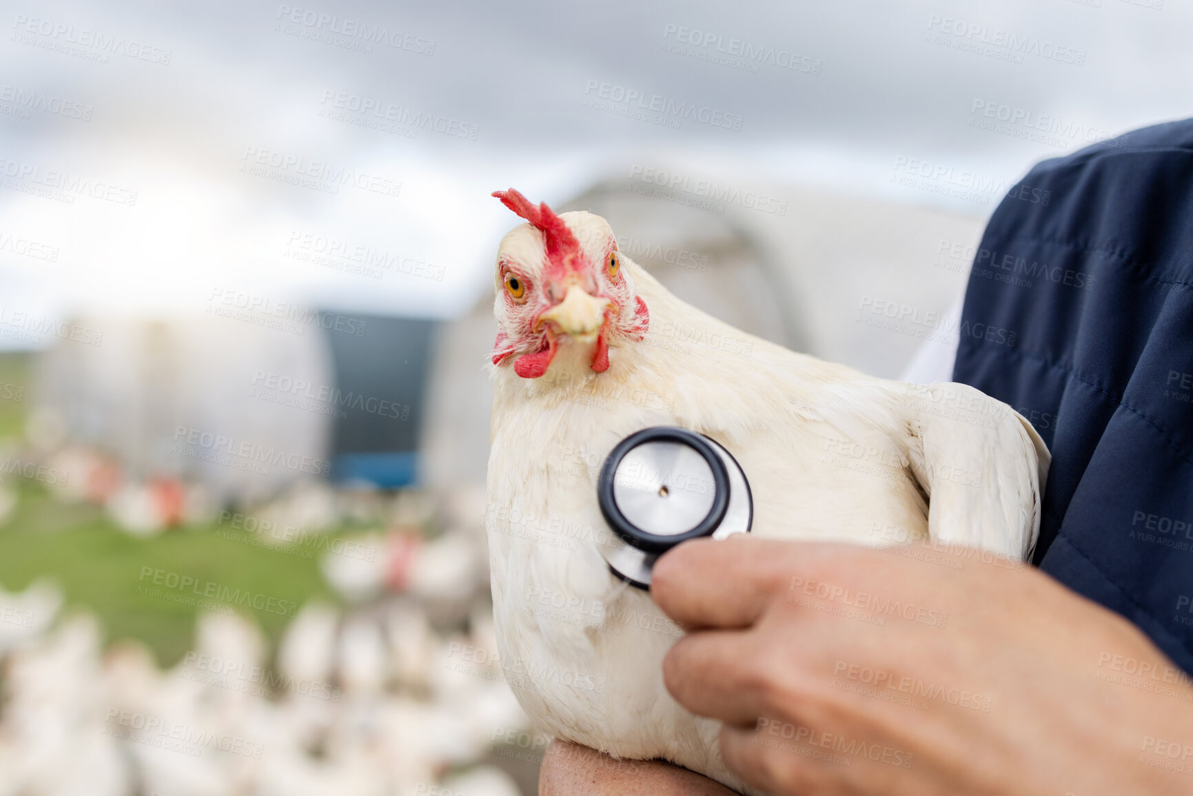 Buy stock photo Chicken, animal health and stethoscope with vet, agriculture and livestock, poultry farming in countryside. Healthcare for animals, bird and mockup space, person on farm for medical test and wellness