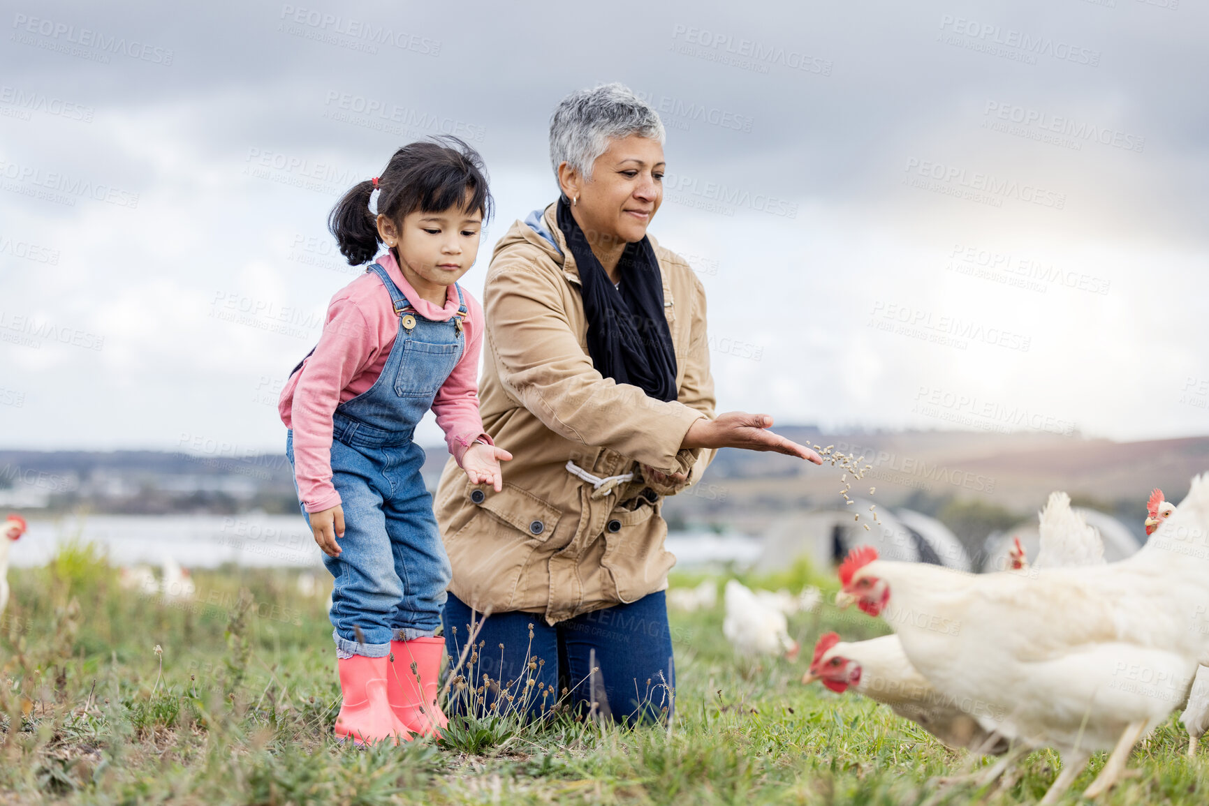 Buy stock photo Family, agriculture and chicken, grandmother and child on farm in Mexico, feeding livestock with poultry and farming. Senior woman, girl and farmer on field in countryside, nutrition and sustainable