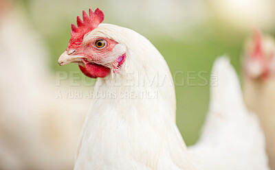 Chicken face, farm and animals for agriculture production, growth and food ecology. Poultry farming, birds and head of livestock, sustainable industry and natural ecosystem in outdoor environment