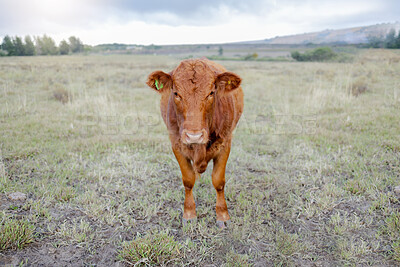 Buy stock photo Cow portrait, countryside and agriculture field with milk and meat cattle outdoor. Sustainability, organic and eco friendly farming for beef production with farm animals in grass landscape in nature