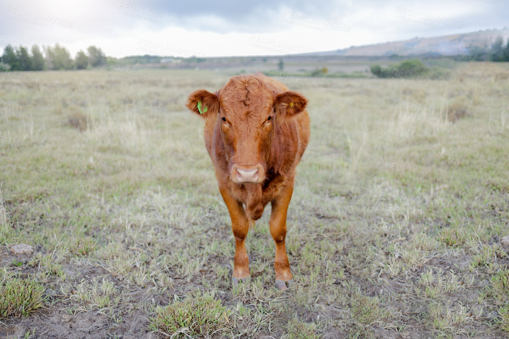 Buy stock photo Cow portrait, countryside and agriculture field with milk and meat cattle outdoor. Sustainability, organic and eco friendly farming for beef production with farm animals in grass landscape in nature