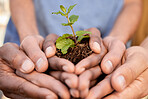 Plants, people and hands of teamwork, support and charity for earth day, sustainability or climate change. Environment, group and community with leaf growth in soil, sand and nature of ngo volunteers