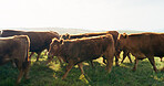 Farm, nature and cow field in countryside with peaceful animals eating and relaxed in sunshine. Livestock, farming and cattle for South Africa agriculture with green grass in pasture landscape.