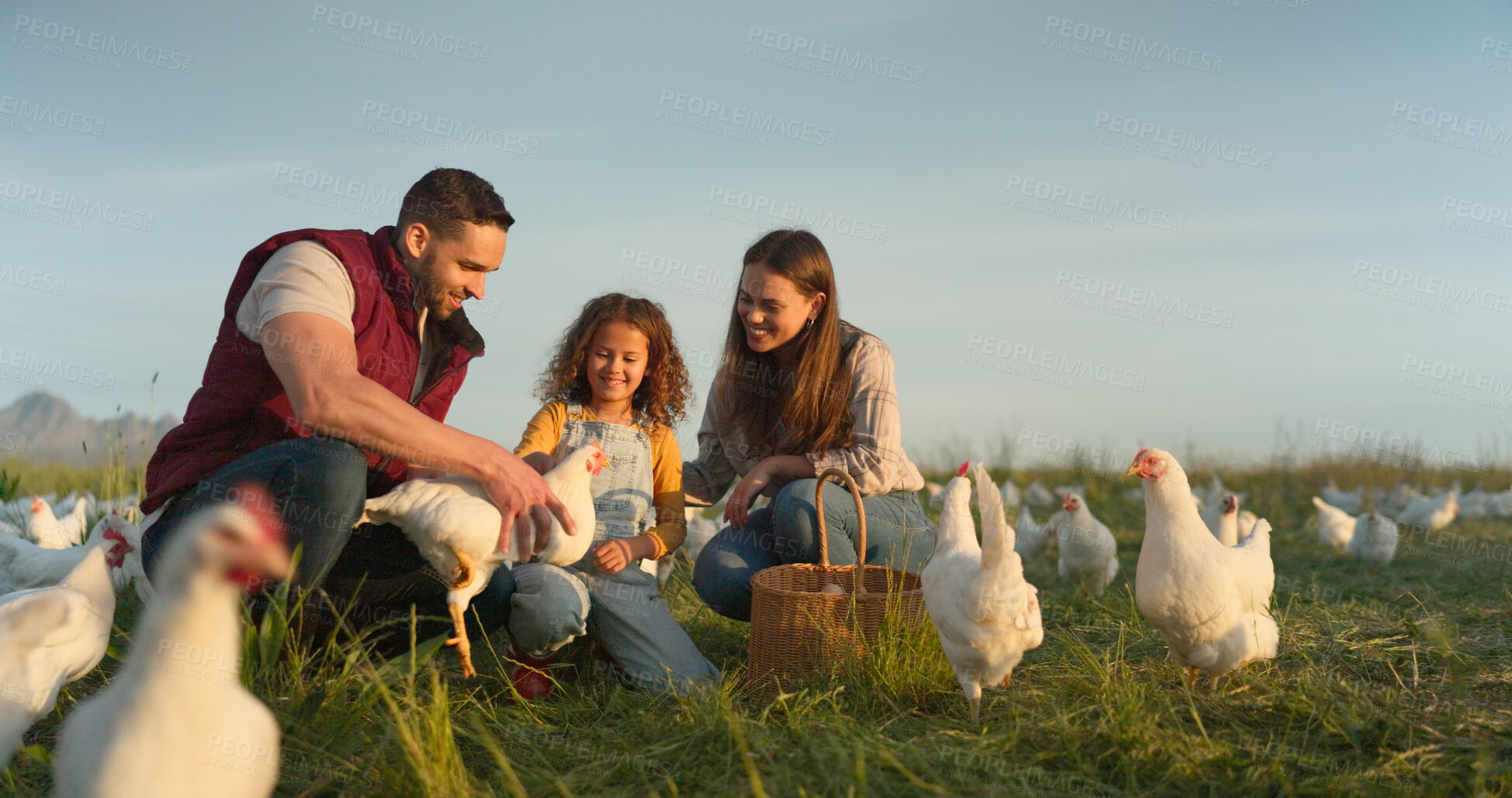 Buy stock photo Agriculture, happy and chicken with family on farm for sustainability, environment and livestock industry. Learning, nature and love with parents and child in countryside field for animals and health