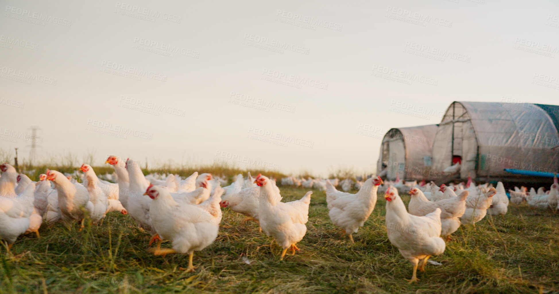 Buy stock photo Farm, sustainability and chicken on field, animals in countryside with agro, sustainable poultry and egg production. Nature, greenhouse and group of birds walking on grass together in eco agriculture