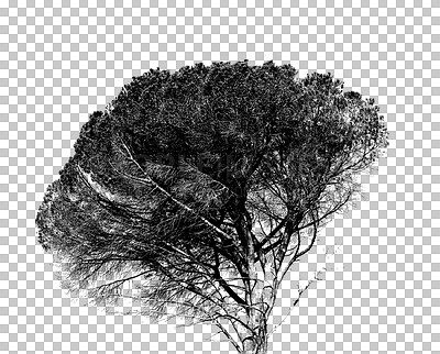 Buy stock photo Tree, nature and alpha channel or png with plant growth in black and white for sustainability or spring. Ecology, recycling and a natural earth environment on an isolated or cut out background