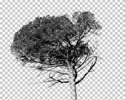 Buy stock photo Tree, black and white on transparent background isolated of tall plant growth in nature, garden or forest. Ecology, sustainability and texture in a natural environment of a png or cut out image