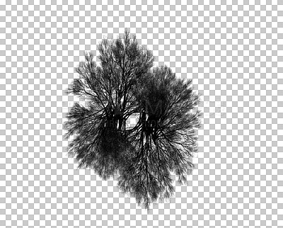 Buy stock photo Nature, silhouette and top view of trees on png background with isolated branch, shadow or leaf. Forest, earth and transparent agro abstract of plant in ecology, sustainability or natural environment