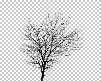 Buy stock photo Nature, silhouette and isolated tree on transparent background with branches, shadow and bare for winter. Forest, trees and agriculture graphic for ecology, sustainability and natural environment