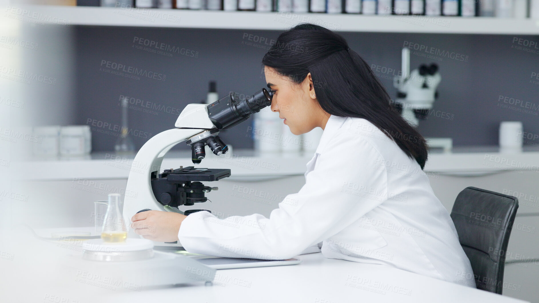 Buy stock photo Science, research and woman at microscope in biotech laboratory checking growth, medical innovation and results. Medicine, vaccine development and virus, scientist or lab technician with test study.