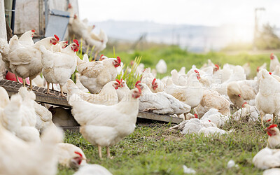 Chicken, farm and animals for agriculture production, nature or food ecology on field. Poultry farming, birds and group of livestock, countryside and ecosystem sustainability in outdoor environment