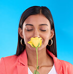 Happy woman smelling a flower in a studio for a floral gift for valentines day or anniversary. Happiness, excited and Indian female model with yellow rose as present isolated by blue background.