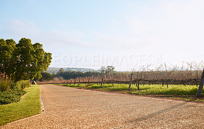 Buy stock photo Vineyard landscape, farm and street in nature with sky background, mockup space and environment. Road, outdoor and summer in countryside, farm and growth with sustainability, development and mock up