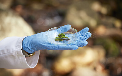 Buy stock photo Science, nature and hands with moss sample for inspection, environmental and ecosystem study. Agriculture, biology and scientist with petri dish in forest for analysis, research and growth data