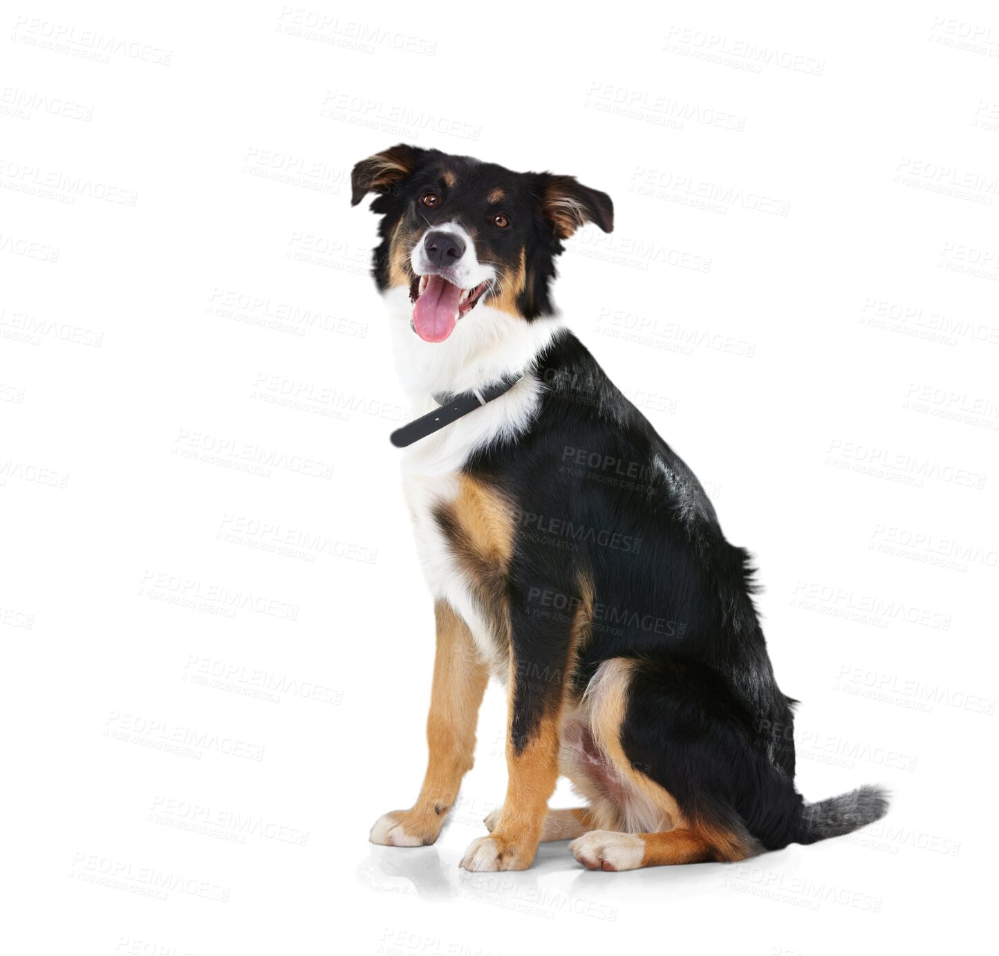 Buy stock photo Portrait, dog and border collie relax on an isolated, transparent and png background. Pet, puppy and healthy dogs or posing animal sitting in behavior training, playing and games, waiting or command