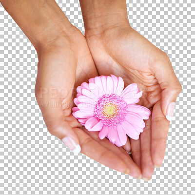 Buy stock photo Woman hands, nails and flowers in palm for beauty, spa and natural skincare isolated on transparent png background. Closeup of female hand or model, daisy or floral above in dermatology and manicure