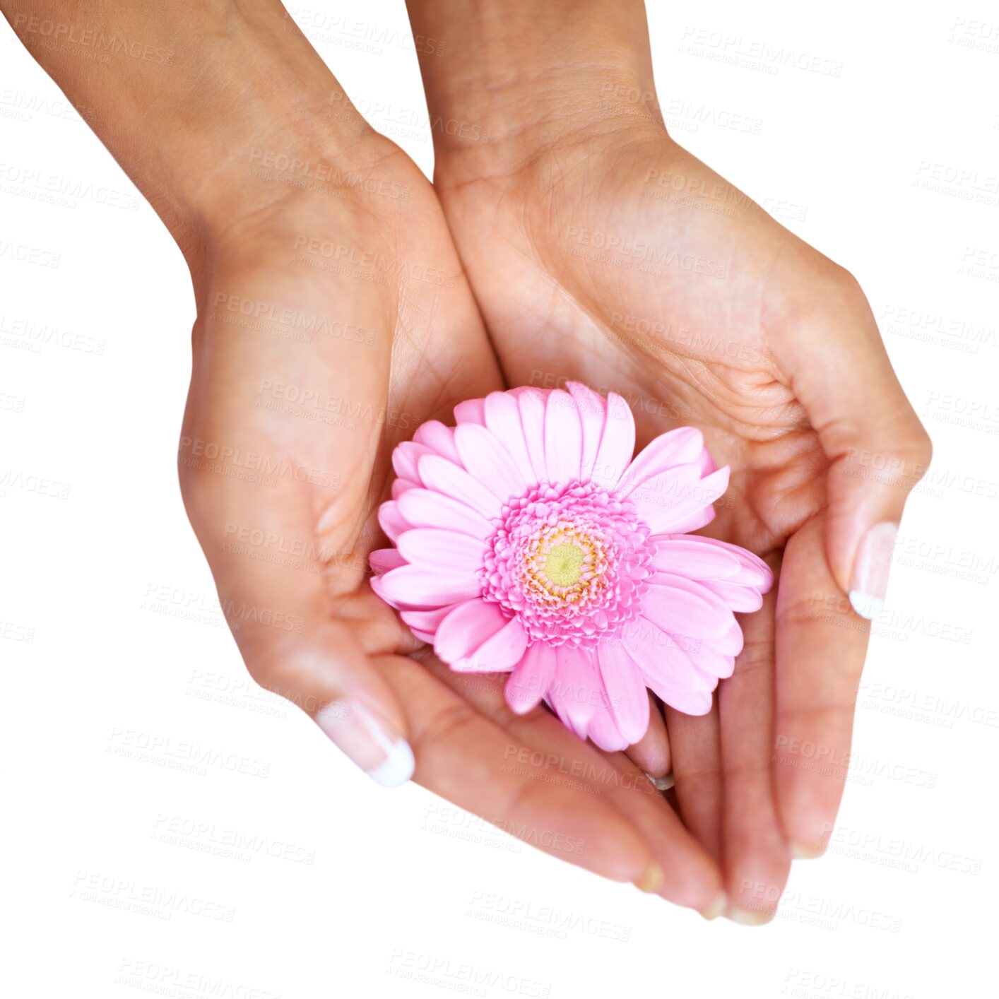 Buy stock photo Woman hands, nails and flowers in palm for beauty, spa and natural skincare isolated on transparent png background. Closeup of female hand or model, daisy or floral above in dermatology and manicure