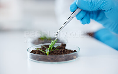 Buy stock photo Hands, tweezer and science with plant for research, experiment and leaf. Scientist, medical professional and doctor with petri dish for botany, food study and agriculture for natural growth in lab.